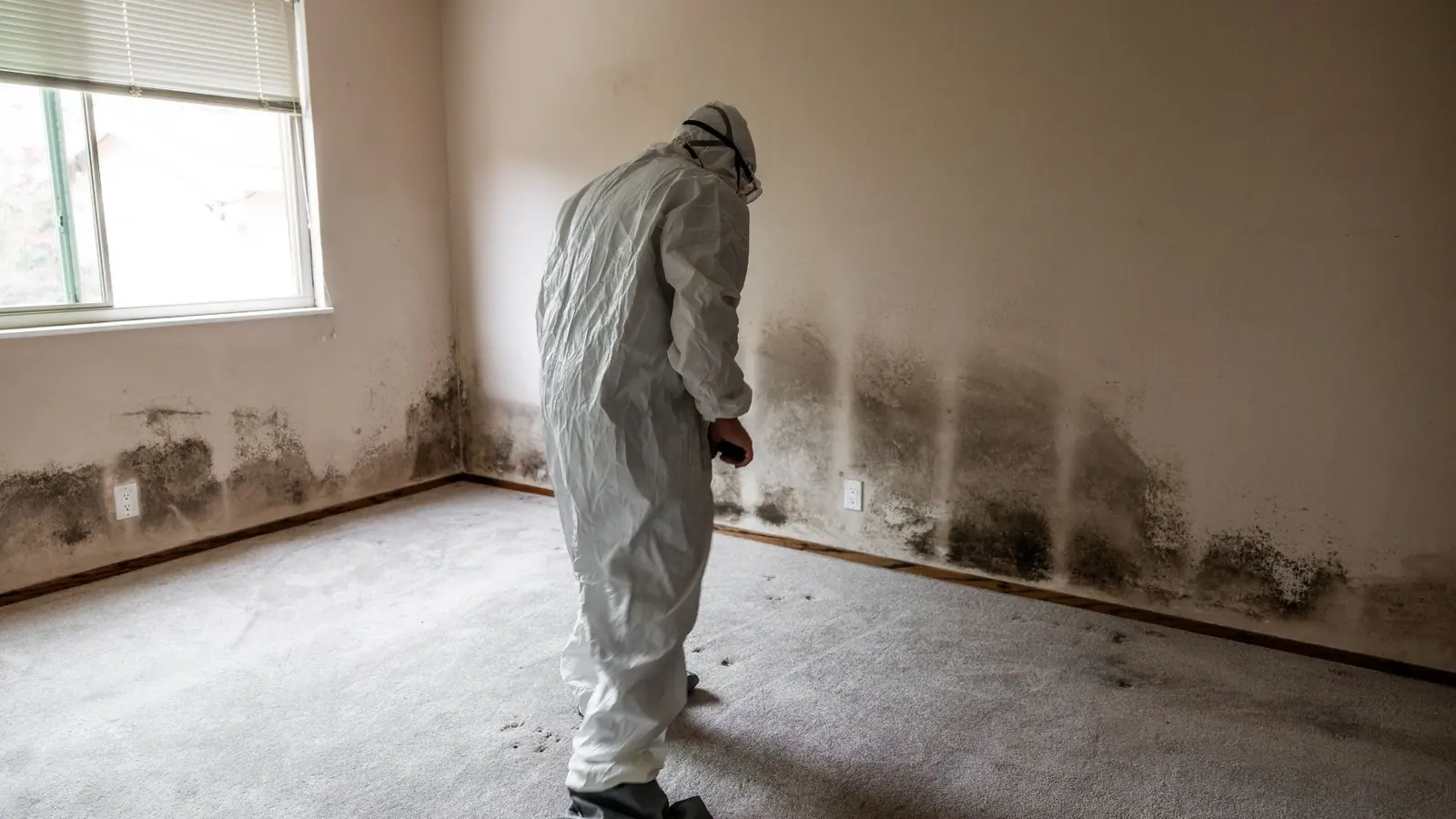 Mold Remediation and Mold Removal in Cleveland, OH